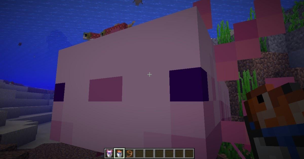 熱帯魚入りバケツでウーパールーパーを誘導するマインクラフトの画面