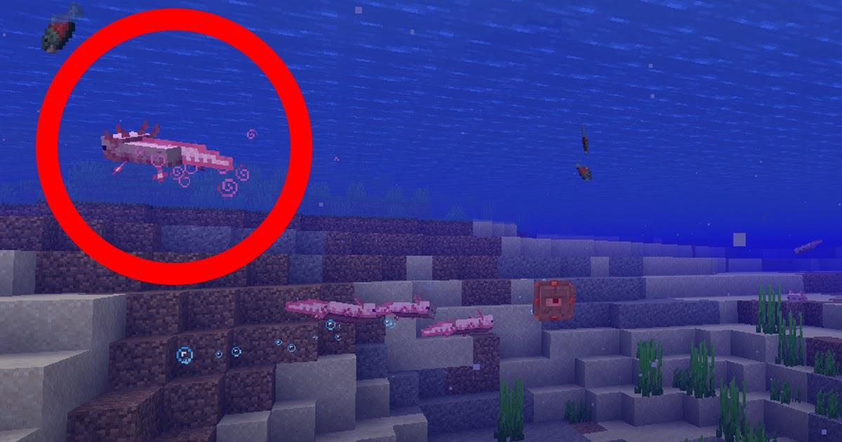 マインクラフトのウーパールーパーが死んだふりをしているゲーム内画面